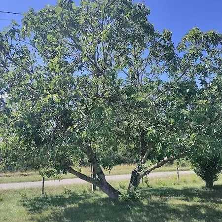 Apartment Chez Chapelle In The Heart Of The Gascony With Pool, Pets Welcome! Auch