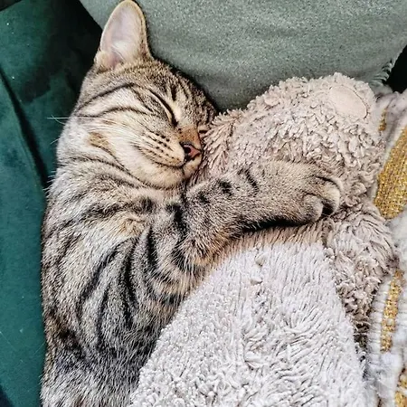 公寓 Chez Chapelle In The Heart Of The Gascony With Pool, Pets Welcome! *