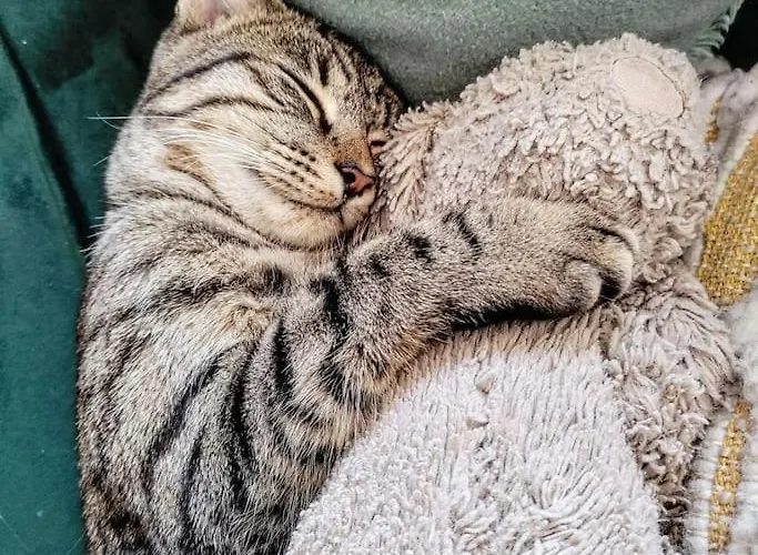 アパート Chez Chapelle In The Heart Of The Gascony With Pool, Pets Welcome! *