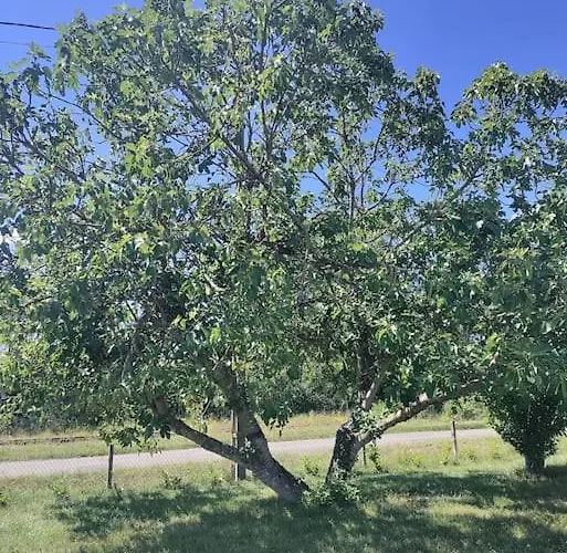 アパート Chez Chapelle In The Heart Of The Gascony With Pool, Pets Welcome! オーシュ